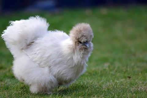 Domestic fowl (Gallus gallus domesticus), white, grass, plumage