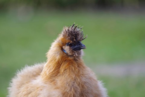 Domestic fowl (Gallus gallus domesticus), silky hen, brown, portrait, funny, outdoor keeping