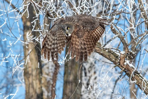 Great gray owl (strix nebulosa), Owl flies in a frost-covered forest, region of Center Quebec,