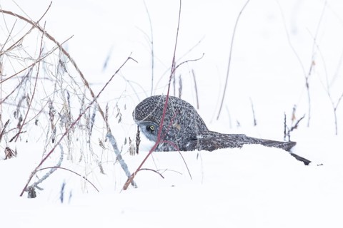 Great gray owl (strix nebulosa), Owl catches a prey under the snow, region of Center Quebec,