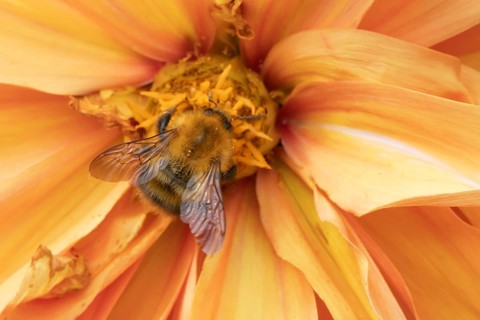 Common carder bumblebee (Bombus pascuorum) adult bee insect feeding on a garden Dahlia flower in
