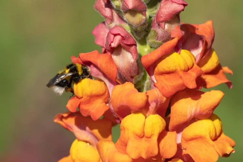 Buff-tailed bumblebee (Bombus terrestris) adult bee insect feeding on a garden Snapdragon