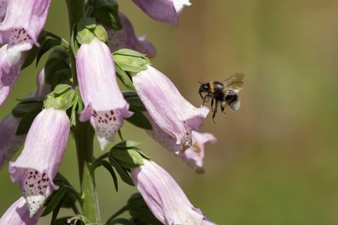 Buff tailed bumblebee (Bombus terrestris) adult bee insect flying to a purple foxglove flower in