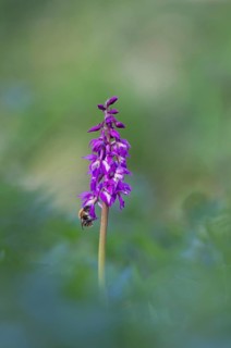 Common carder bumblebee (Bombus pascuorum) adult bee insect feeding on an Early purple orchid