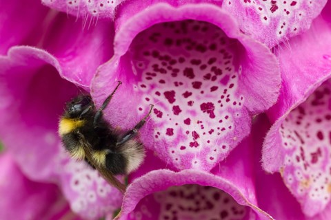 Buff tailed bumblebee (Bombus terrestris) adult bee insect resting on a purple foxglove flower in