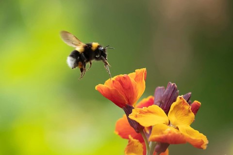 Buff-tailed bumblebee (Bombus terrestris) adult bee insect flying towards a flowering wall flower