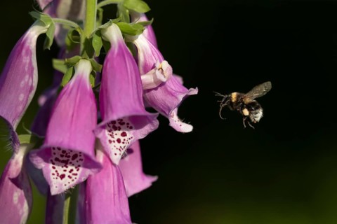 Buff tailed bumblebee (Bombus terrestris) adult bee insect flying towards a Foxglove flower in