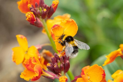 Buff-tailed bumblebee (Bombus terrestris) adult bee insect feeding on a flowering wall flower in a
