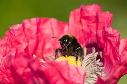Red-tailed bumblebee (Bombus lapidarius) adult bee insect feeding on a garden poppy flower,