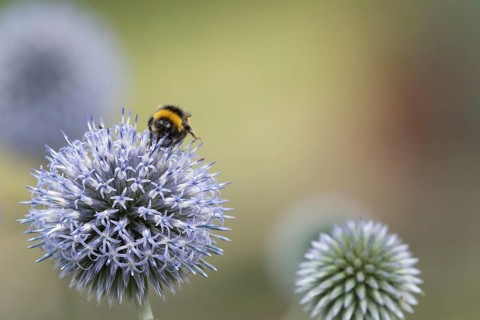 Buff tailed bumblebee (Bombus terrestris) adult bee insect feeding on a Globe thistle garden flower