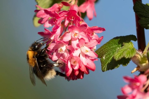 Buff tailed bumblebee (Bombus terrestris) adult bee insect feeding on garden flowering current bush