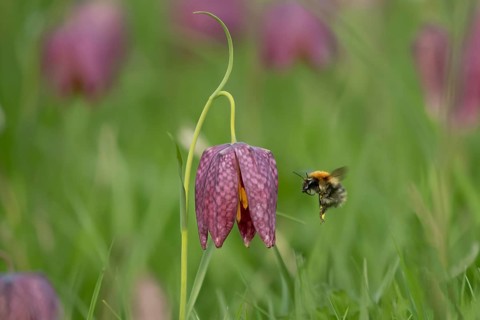 Common carder bumblebee (Bombus pascuorum) adult bee insect flying to a Snake's head fritillary