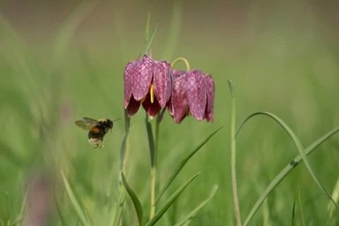 Buff tailed bumblebee (Bombus terrestris) adult bee insect flying to a Snake's head fritillary