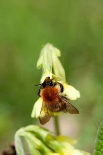 Common carder bumblebee (Bombus pascuorum) adult bee insect feeding on an Oxslip flower in spring,