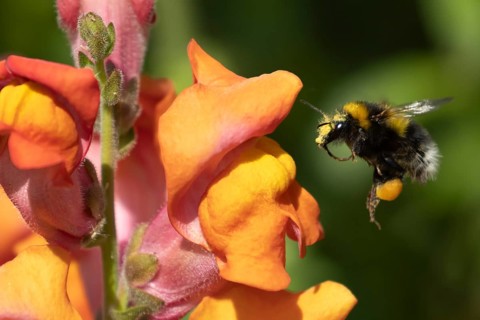 Buff-tailed bumblebee (Bombus terrestris) adult bee insect flying towards a garden Snapdragon