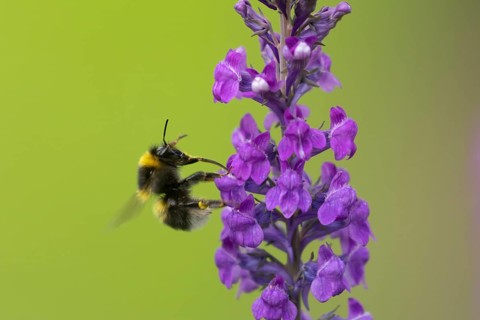 Buff tailed bumblebee (Bombus terrestris) adult bee insect feeding on a garden Toadflax flower in