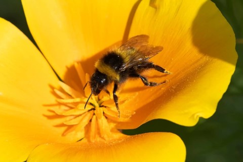 Buff tailed bumblebee (Bombus terrestris) adult bee insect feeding on a garden orange Californian