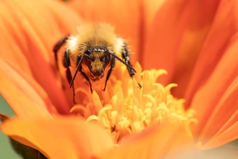 Common carder bumblebee (Bombus pascuorum) adult insect feeding on a garden Mexican sunflower