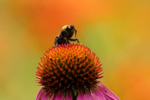 Buff tailed bumblebee (Bombus terrestris) adult bee insect on a garden Coneflower flower in summer,