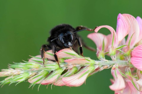 Red tailed bumblebee (Bombus lapidarius) adult bee insect on a Sainforn flower in summer, Suffolk,