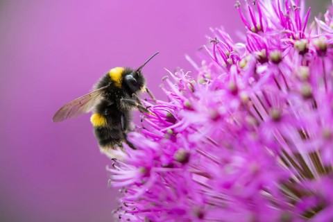 Buff tailed bumblebee (Bombus terrestris) adult bee insect feeding on a purple allium garden flower