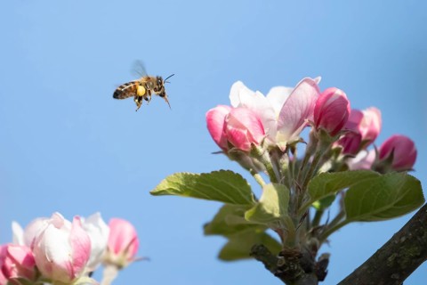 European honey bee (Apis mellifera) adult insect flying to apple blossom flowers in spring,