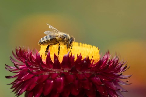 European honey bee (Apis mellifera) adult insect feeding on a garden Strawflower flower in summer,