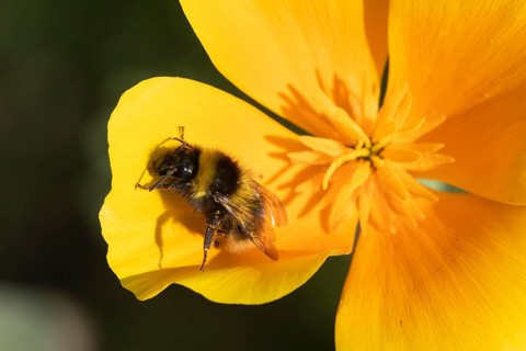 Buff tailed bumblebee (Bombus terrestris) adult bee insect on a garden orange Californian poppy