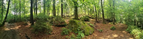 Panorama of a forest with moss-covered rocks and trees in summer, hiking in the Fichtelgebirge
