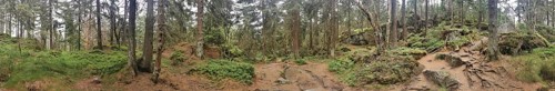 Panorama, a dense forest with rocks, moss and shades of gray in the natural environment, Franconian