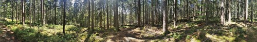 Panorama on a hiking trail through a forest with sun rays shining through the trees, Franconian