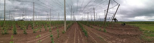 Panoramic view of extensive hop fields (humulus) on a cloudy day, Czech Republic