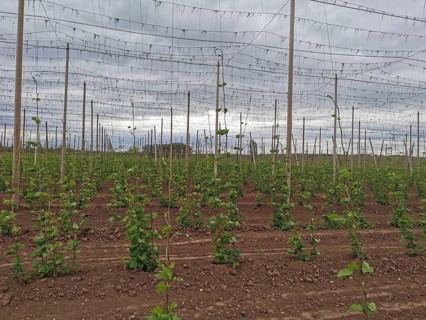 Rows of young hops (humulus) in a field under a cloudy sky, Czech Republic