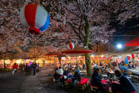 Visitors and food stalls among illuminated blooming cherry trees at Cherry Blossom Festival,