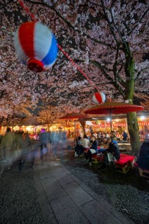 Visitors and food stalls among illuminated blooming cherry trees at Cherry Blossom Festival,