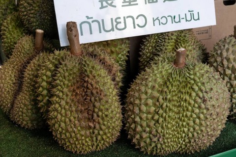 Durian fruit, with its green spiky rind, is a popular nutritious fruit with a distinctive smell