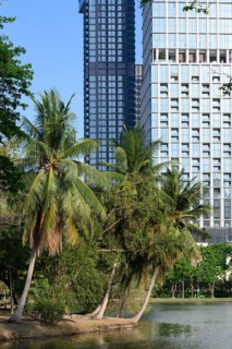 A rare urban green space with palm trees in the city centre, high rise modern buildings surrounding