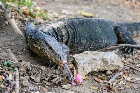 Large monitor lizards, the water monitor is a common sight beside or swimming in the lake at