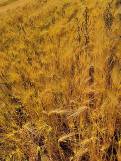 Wide field with dense, golden yellow wheat plants (triticum) summer atmosphere, Franconian Forest