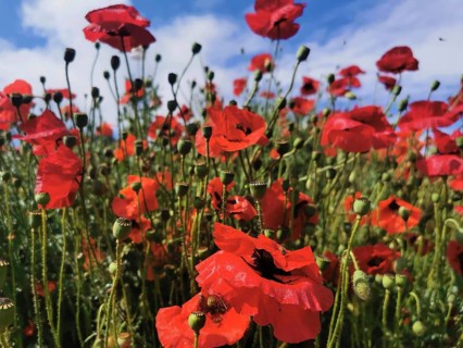 Bright red poppies (papaver) under a blue sky, lively summer atmosphere, hiking in the