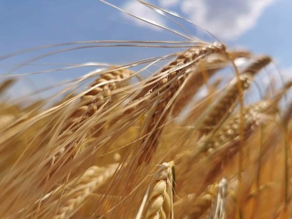 Close-up of golden yellow ears of wheat (triticum) under a blue sky, summer feeling in nature,