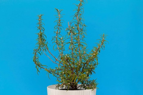 Rosemary (Rosmarinus officinalis), twigs with young, very hairy leaves, in the studio, North