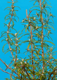 Rosemary (Rosmarinus officinalis), twigs with young, very hairy leaves, in the studio, North