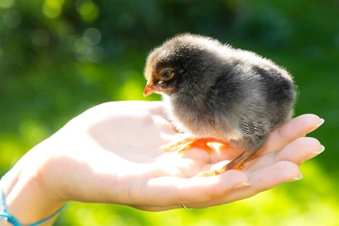 1 black chick of domestic fowl (Gallus gallus domesticus) in the hand