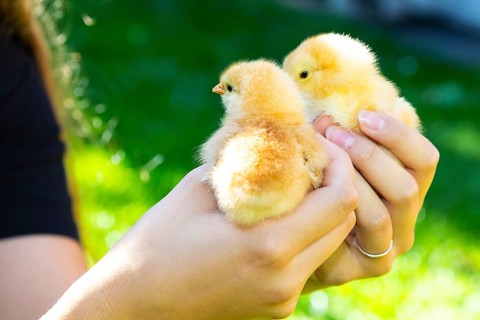Young woman holding 2 yellow chicks of the domestic fowl (Gallus gallus domesticus)