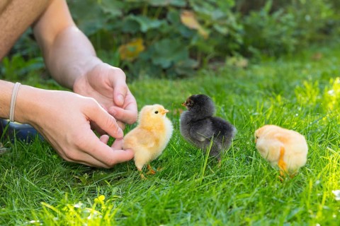 Chicks of domestic fowl (Gallus gallus domesticus) in the meadow, hands touching the chicks