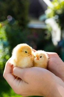 2 yellow chicks of domestic fowl (Gallus gallus domesticus) in the hand
