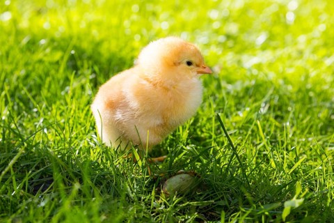 Chicks of domestic fowl (Gallus gallus domesticus) in the meadow