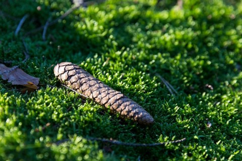 Cones in soft moss on forest soil, Dippoldiswalder Heide, Saxony, Germany