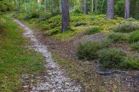 Small forest path lined with heather (Erika) and blueberries (Vaccinium), Dippoldiswalder Heide,